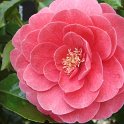 Camellia japonica 'Constance' fleur